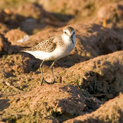 Semipalmated Sandpiper